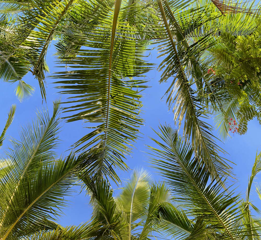 palm trees 02 _ 21k x 20k